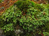 Cladonia macrophyllodes image