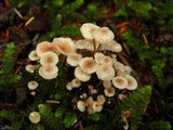 Collybia cirrhata image