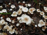 Collybia cirrhata image