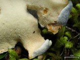 Albatrellus flettii image