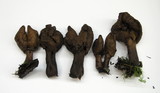 Gyromitra infula image