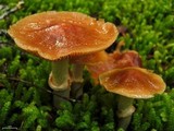 Cortinarius caperatus image