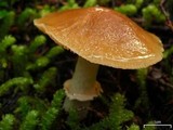Cortinarius caperatus image