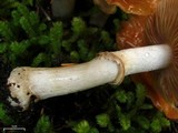 Cortinarius caperatus image