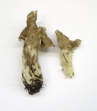 Helvella maculata image
