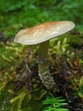 Stropharia hornemannii image