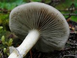 Stropharia hornemannii image