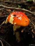 Amanita caesarea image