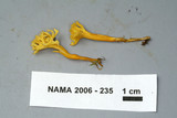 Clavulinopsis corniculata image