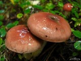 Gomphidius subroseus image