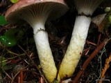 Gomphidius subroseus image