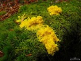 Fuligo septica image