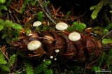 Strobilurus trullisatus image