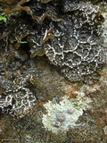 Placopsis lambii image