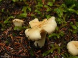 Cantharellus subalbidus image