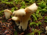 Cantharellus subalbidus image
