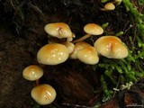 Hypholoma capnoides image