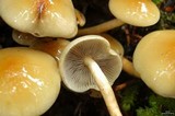 Hypholoma capnoides image