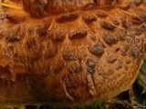 Sarcodon imbricatus image