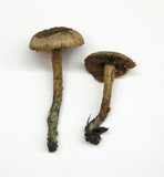 Inocybe corydalina image