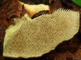 Sarcodon imbricatus image