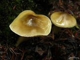Tricholoma sulphureum image
