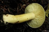 Tricholoma sulphureum image