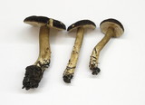 Lactarius fallax image