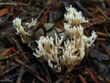 Clavulina coralloides image