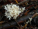Clavulina coralloides image