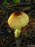 Lepiota magnispora image