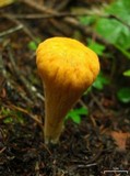 Clavariadelphus truncatus image