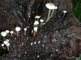 Collybia tuberosa image