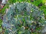 Peltigera malacea image
