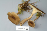 Ampulloclitocybe avellaneoalba image
