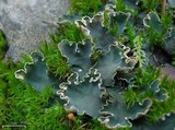 Peltigera malacea image