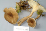 Ampulloclitocybe avellaneoalba image
