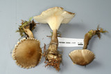 Ampulloclitocybe avellaneoalba image