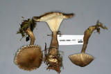 Ampulloclitocybe avellaneoalba image