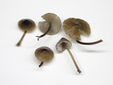 Mycena abramsii image