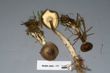 Ampulloclitocybe clavipes image