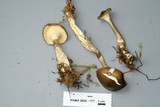 Ampulloclitocybe clavipes image
