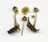 Mycena aurantiomarginata image