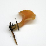 Guepinia helvelloides image