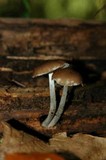 Pluteus americanus image