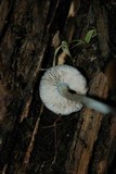 Pluteus americanus image
