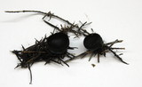 Plectania melastoma image