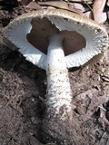 Agaricus impudicus image
