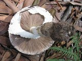 Agaricus impudicus image