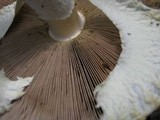 Agaricus impudicus image